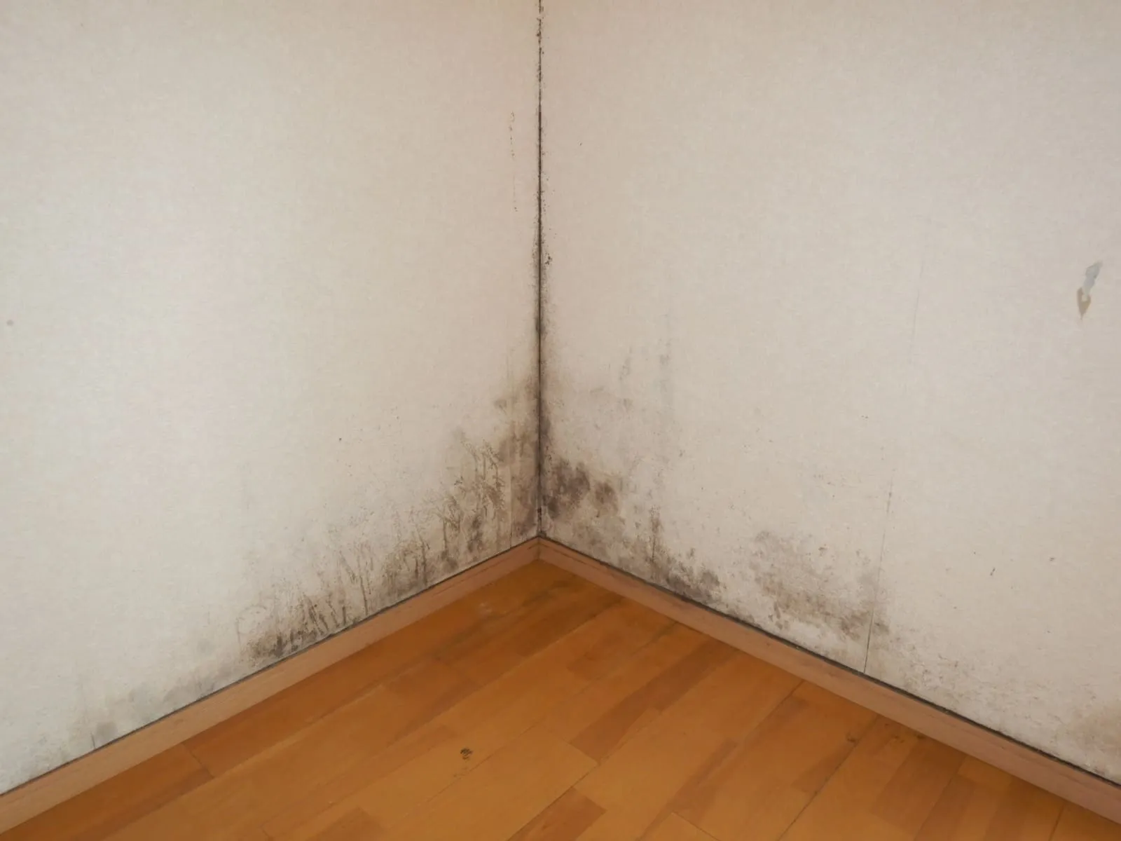 春の結露は見えにくい|4月にカビが出る本当の理由【埼玉】