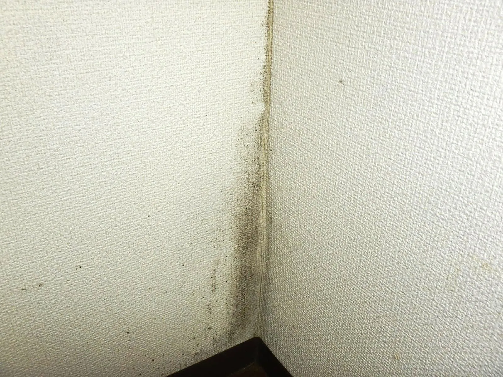 アルコールでカビ対策になるか!